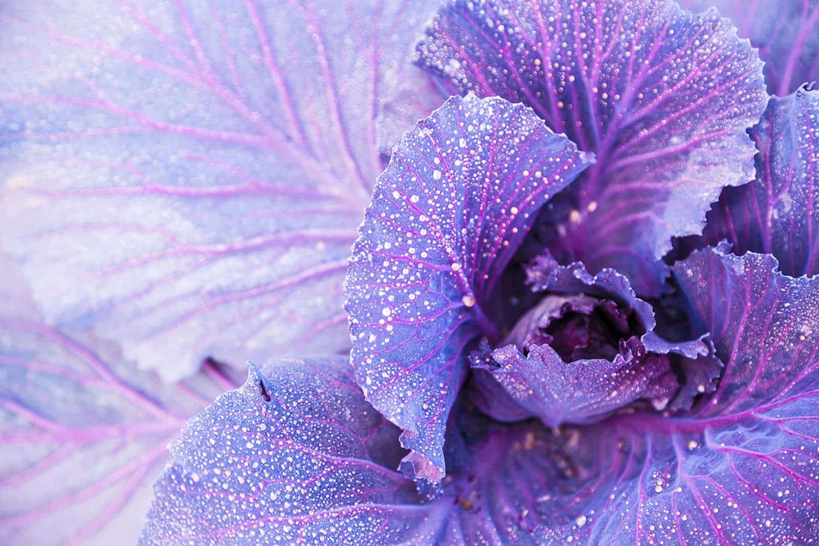 purple flower background
