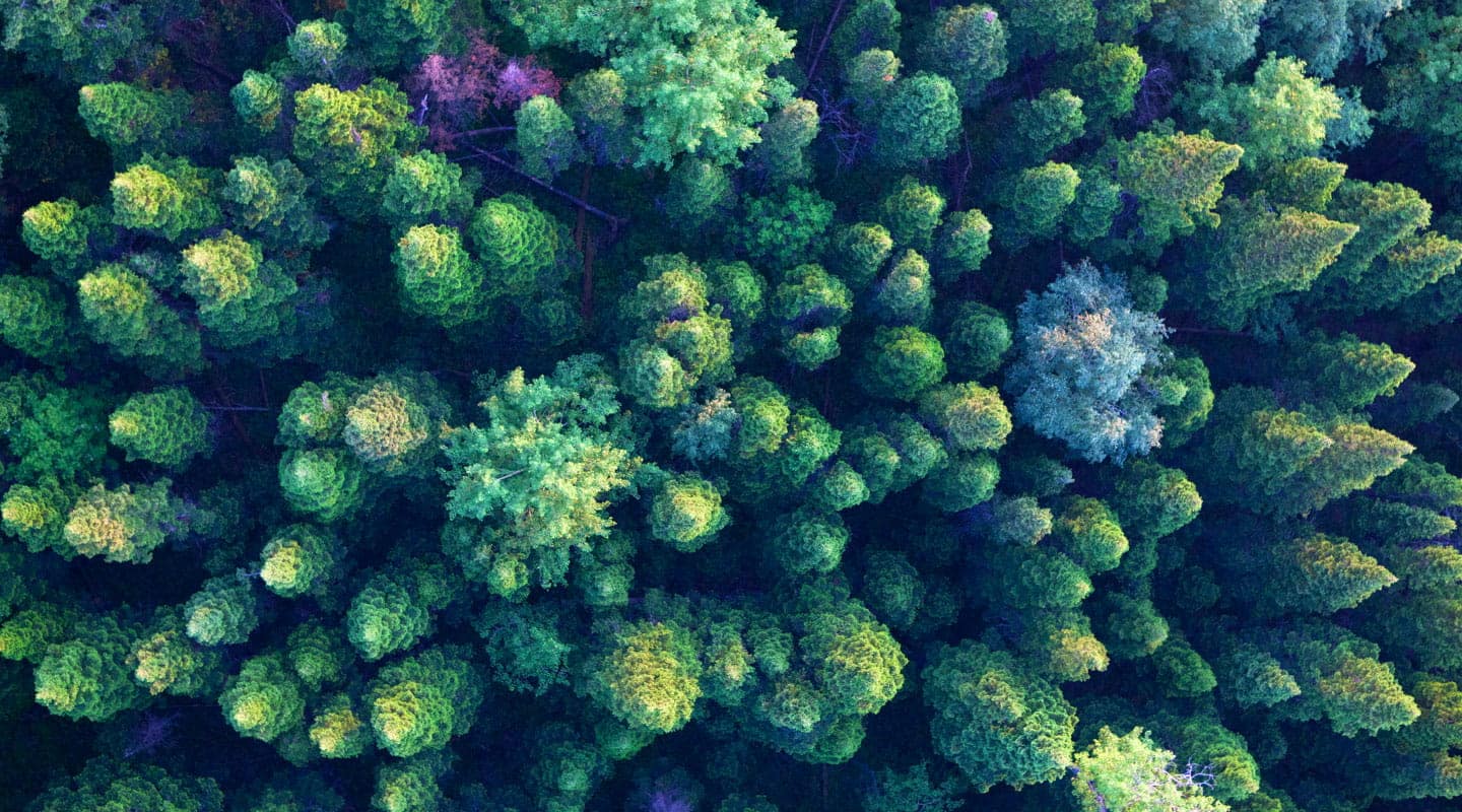 Overhead shot of trees in a forest